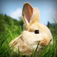 /album/la-psicomotricidad-en-lactantes/photolia-a03-jpg/